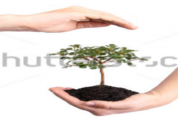 stock-photo-a-tree-protected-by-a-woman-s-hands-244684804 - kopie